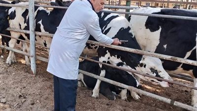 الزراعة تكثف جهودها لرصد الأمراض الوبائية الحيوانية وتوسع التحصينات الوقائية للبروسيلا والسل 