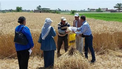 مديرية الزراعة تواصل اعمال حصاد وتوريد القمح بالاسكندرية 