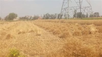 الشرقية تستقبل 342 ألف طن قمح بالصوامع