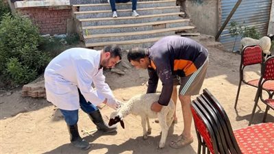 قافلة بيطرية مجانية ببني عامر لفحص وعلاج الماشية وتعزيز الوعي الصحي لدى المربين