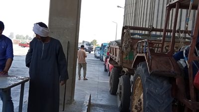 توريد 230 ألف طن قمح بشون وصوامع المنيا 