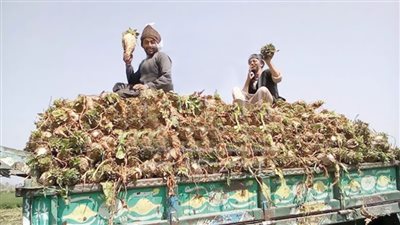 أسعار توريد البنجر «خراب مستعجل»