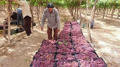 موسم العنب في مصر بين ارتفاع الأسعار والتوقعات بانخفاضها قريبًا