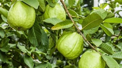 زراعة الجوافة.. دليل شامل لتحقيق النجاح في إنتاجها 