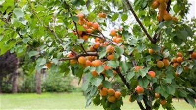 زراعة المشمش.. خطوات لتحقيق محصول وفير وجودة عالية