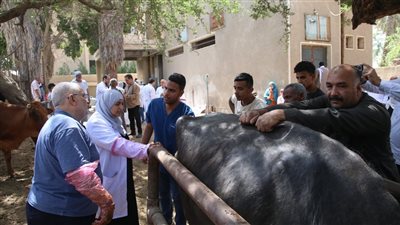علاج 1045 من الماشية بالمجان ضمن القافلة البيطرية بقرية الأعلام مركز الفيوم