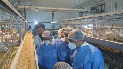 نائب محافظ المنيا يتفقد مشروع الشركة المصرية الفرنسية لإنتاج الدواجن