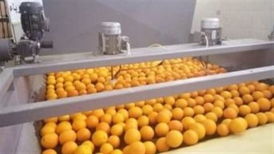 الزراعة المصرية.. دعامة الاقتصاد الوطني في مواجهة الأزمات العالمية