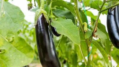 زراعة الباذنجان.. أصناف متنوعة وأنظمة إنتاج متقدمة