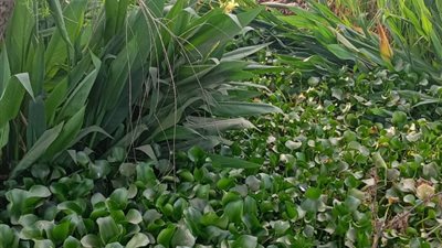 عدم تطهير الترع يعوق الزراعة بالدقهلية