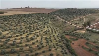 من نفايات الزيتون إلى طاقة نظيفة.. حل تونسي صديق للبيئة يلفت الأنظار