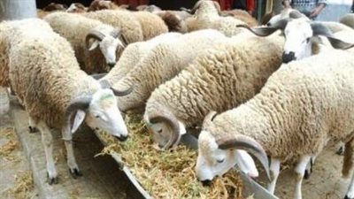 رعاية الأغنام والأضحية السليمة.. رؤية علمية من خبراء الإنتاج الحيواني