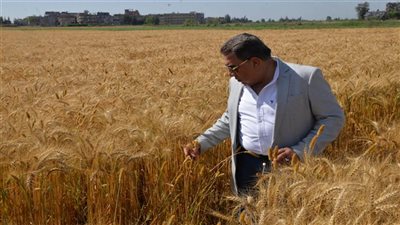 توريد 212 ألف طن قمح محلي بمراكز التوريد والتخزين في الدقهلية