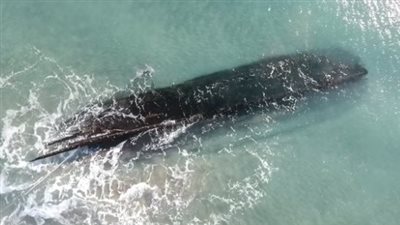 طفل يعثر على حطام سفينة تعود إلى 200 عام بكندا 