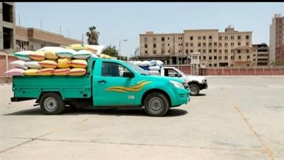 الشرقية تواصل توريد القمح.. أكثر من نصف مليون طن حتى الآن 