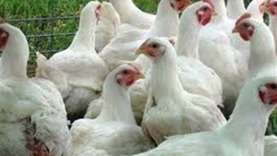 غضب بالدقهلية بسبب إرتفاع اسعار الدواجن