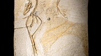 حفرية ديناصور طائر تكشف أسرار وصولها إلى السماء 