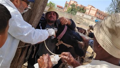 الخدمات البيطرية تقدم خدمات الفحص والعلاج المجاني لأكثر من 19 ألف رأس ماشية و3000 طائر