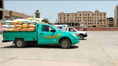 موسم القمح في الشرقية.. أرقام تتجاوز التوقعات