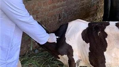  تحصين ٢٣٢٦١ رأس ماشية خلال أسبوع بيطري البحيرة 