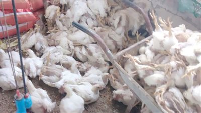 «نفوق الدواجن» يشعل حرب التصريحات بين المسئولين