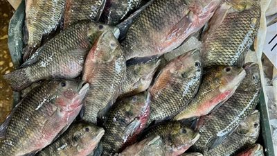 الأسماك تهرب من أسواق الغلابة.. والغضب يسيطر على المواطنين بالدقهلية