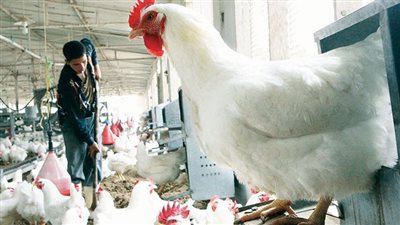 مربو الدواجن يواجهون شبح السجن