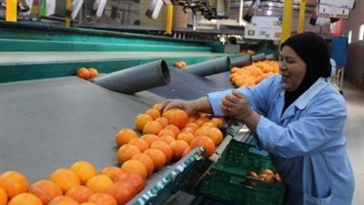 أهمية زراعة الموالح في مصر.. حصاد اقتصادي وفرص عمل متنوعة