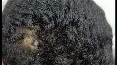 استخراج مسمار اخترق رأس طفل في الفيوم