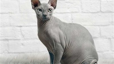 لقط الفرعوني.. سلالة غريبة وشخصية ودودة