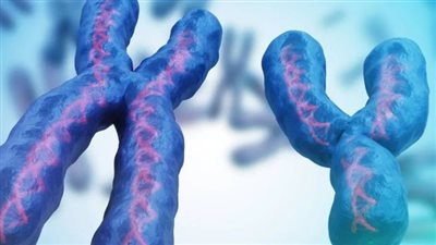 اختفاء كروموسوم «واي» الذكري... واعتلال صحة الرجال