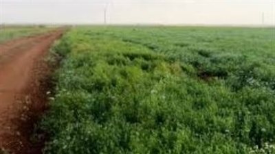 تنشيط المراكز الإرشادية في كفر الشيخ.. قافلة خبراء تقدم حلولاً علمية لمشكلات المزارعين
