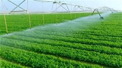 البحيرة تعزز دورها في موسم حصاد القمح 2025 بدعم حكومي شامل