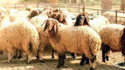 'صكوك الاضاحى...حلول مبتكرة ضد الغلاء