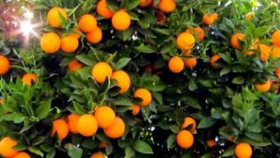 التسميد المتوازن أساس نجاح إنتاج محاصيل الموالح وجودتها