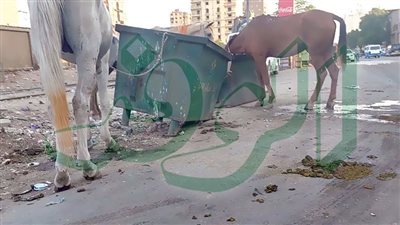  الفوضى تحكم الحى العريق