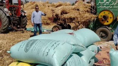 توريد 563 ألف طن قمح انتظام منظومة التوريد بالشرقية