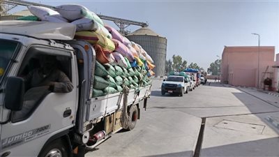 انتظام تويد القمح بشون وصوامع البحيرة 