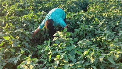 توصيات فنية يجب على مزارعي فول الصويا إتباعها