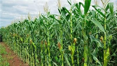 مديرية الزراعة بالفيوم تبدأ حملة تسوية الأراضي بالليزر استعدادًا للموسم الجديد