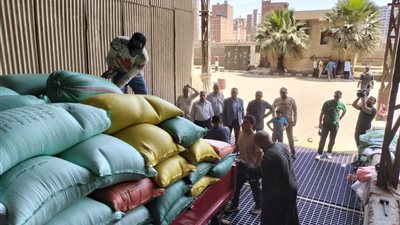 توريد 250 ألف طن قمح محلي بشون وصوامع الدقهلية