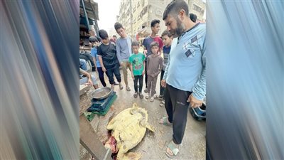 أهل غزة يأكلون السلاحف