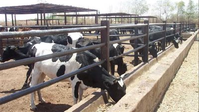 فجوة كبيرة في إنتاج اللحوم ودعم الأعلاف وصغار المربين ضرورة