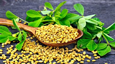 أسرار زراعة الحلبة وفوائدها الصحية.. توجيهات من خبير زراعي