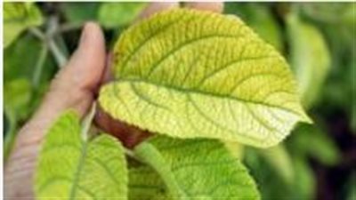 العناصر الغذائية الأساسية للنباتات وتأثير نقصها وزيادتها على النمو