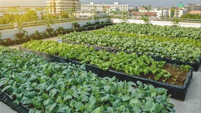 زراعة تجعلك مليونير من فوق السطوح