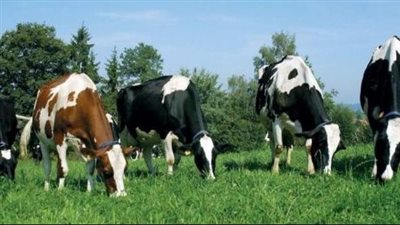 تعرف على أهم سلالات الأبقار الأعلى إنتاجية في العالم بعد حديث الرئيس السيسي عنها