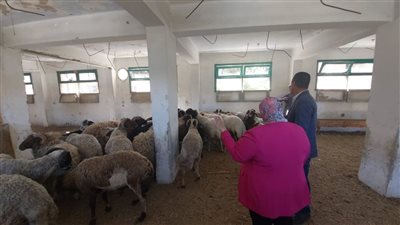 بسعر 220 للكيلو.. زراعة  البحر الأحمر توفر الأضاحي 