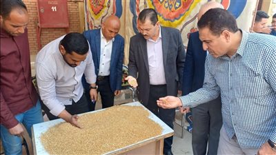 توريد 215 ألف طن من القمح بشون وصوامع الفيوم