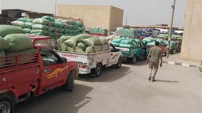  توريد 435 ألف طن قمح بشون وصوامع المنيا